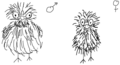 Gallusplumericus.png