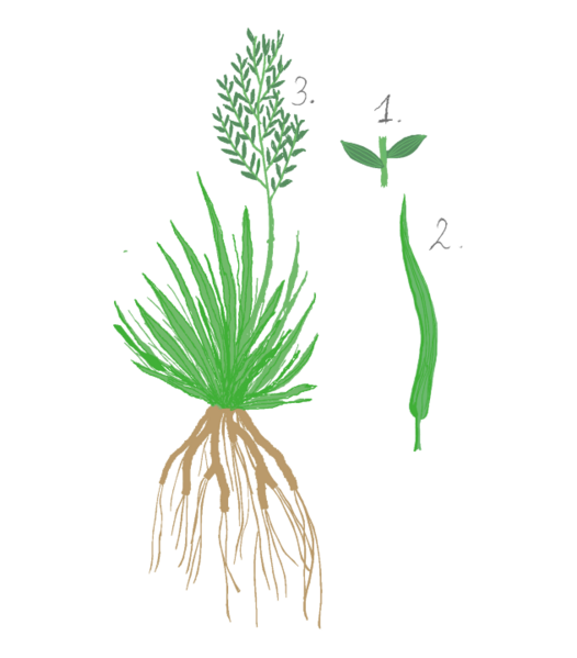 Datei:Flütergras.png